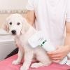 2 In 1 Multifunctional Pet Grooming Hair Dryer Slicker Brush Home Furry Drying Blower Portable Dryer 3 Heat Settings Adjustable Temperature Speed